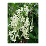 Nura Botanik Kokulu Melisa Parfüm Çiçeği Fidanı, 20-30 cm, Saksılı, Cestrum Nocturnum