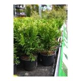 Nura Botanik Kokulu Mini Limoni Servi Fidanı, 20 Adet, Tüplü, 10-15 cm