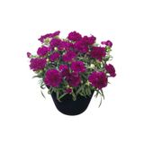 Nura Botanik Kokulu Mor Bodur Karanfil Bitkisi, Dianthus Caryophyllus Purple