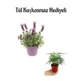 Nura Botanik Kokulu Mor Lavanta Fidanı, Tül Kuşkonmaz Hediyeli