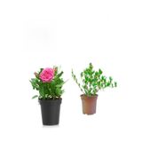 Nura Botanik Kokulu Pembe Gül Fidanı, 15-25 cm, Mezem Hediyeli, Dış Mekan Bitkisi, 2'li Set