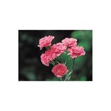 Nura Botanik Kokulu Pembe Karanfil Çiçeği, 20-30 cm, Tüplü Bodur Bitkiler