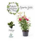 Nura Botanik Kokulu Reçellik Isparta Gülü Fidanı, Saksılı, 30-60 cm, Para Çiçeği Hediyeli