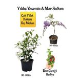 Nura Botanik Kokulu Yıldız Yasemin Çiçeği, Mor Salkım Ağacı Fidanı, Buz Çiçeği Hediyeli Peyzaj Seti, 30-60 cm
