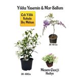 Nura Botanik Kokulu Yıldız Yasemin Çiçeği, Mor Salkım Ağacı Fidanı, Mezem Çiçeği Hediyeli Peyzaj Seti, 30-60 cm