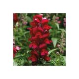 Nura Botanik Koyu Kırmızı Aslanağzı Çiçeği Fidanı, 30 Adet, 5-15 cm, Tüplü, Snapdragon