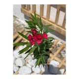 Nura Botanik Koyu Kırmızı Zakkum Çiçeği, Çok Yıllık, Saksılı, 30-60 cm