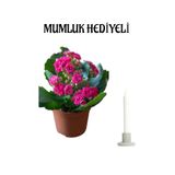 Nura Botanik Koyu Pembe Kalanşo Çiçeği, Mumluk Hediyeli