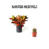 Nura Botanik Kraton Çiçeği Bitkisi, Kaktüs Hediyeli, Kırmızı-Sarı-Yeşil Yapraklı