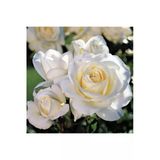 Nura Botanik Krem Beyazı Yediveren Kokulu Gül Fidanı, 2 Adet Saksılı, 30-50 cm, White Rose