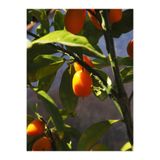 Nura Botanik Kumquat Fidanı, 60-120 cm, Saksılı, Meyveli Balkon Bitkisi, Çok Renkli