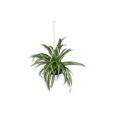Nura Botanik Kurdela Çiçeği, Chlorophytum, Askılı Saksı'da