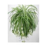 Nura Botanik Kurdela Çiçeği Fidanı, 40-60cm, Saksılı