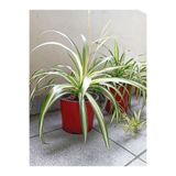 Nura Botanik Kurdele Çiçeği, 1 Adet Saksılı, 25-40cm, Chlorophytum comosum