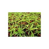 Nura Botanik Kurdele Çiçeği 3 Adet, Bonsai Saksısında, Ofis Salon Bitkisi