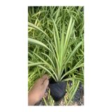 Nura Botanik Kurdele Çiçeği (Chlorophytum comosum) Saksıda, 25-45cm, 1 Adet