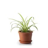 Nura Botanik Kurdele Çiçeği Chlorophytum Comosum Variegatum 20-40 cm
