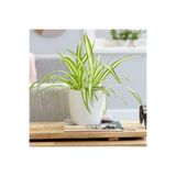 Nura Botanik Kurdele Çiçeği Dekoratif Saksılı, 25-35 cm, 12 cm Saksı Çapı