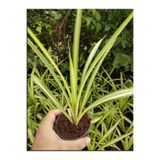 Nura Botanik Kurdele Çiçeği Sarı Alacalı Saksılı 20-30cm