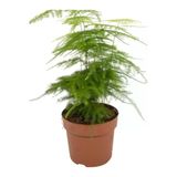 Nura Botanik Kuşkonmaz Tül Çiçeği, 1 Adet Saksılı, 15-30cm, Yeşil, Salon Çiçeği