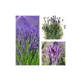 Nura Botanik Lavanta Çiçeği Bitkisi, 20-40 cm, Saksılı, Mor