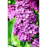 Nura Botanik Leylak Ağacı Fidanı, 40-80cm, Mor, Tüplü, 1 Adet