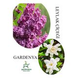 Nura Botanik Leylak Çiçeği Fidanı 30-60cm Saksılı + Kokulu Gardenya Çiçeği 20-40cm Combo Set