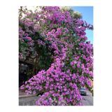 Nura Botanik Leylak Fidanı, 50-70 cm, Saksılı, Mor, Dış Mekan Bitkisi Syringa
