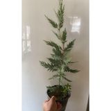 Nura Botanik Leylandi Bitkisi, 40-70 cm Saksıda, Dış Mekan Ağaçları, Cupressocyparis, Çok Renkli