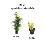 Nura Botanik Leylandi Çam Ağacı Fidanı + Altuni Taflan Çit Bitkisi 2'li Set, 30-60cm, Yeşil