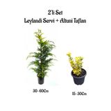 Nura Botanik Leylandi Çam Ağacı Fidanı + Altuni Taflan Çit Bitkisi 2'li Set, 30-60cm, Yeşil