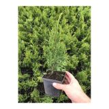 Nura Botanik Leylandi Çam Fidanı 10-25cm, 30 Adet, Tüplü Bahçe Bitkisi, Cupressus Leylandii