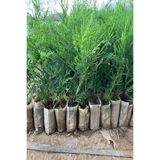 Nura Botanik Leylandi Çamı Fidanı, Çit Çamı, 10-20 cm, 5 Adet Tüplü, Cupressus Leylandii
