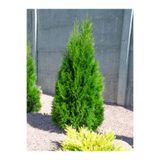 Nura Botanik Leylandi Fidanı, 40-60 cm, 1 Adet, Tüplü Saksılı, Dış Mekan Bitkisi, Cupressus