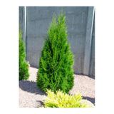 Nura Botanik Leylandi Fidanı, 40-60 cm, 1 Adet, Tüplü Saksılı, Dış Mekan Bitkisi, Cupressus