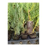 Nura Botanik Leylandi Fidanı, Cupressus Leylandii, 10-25 cm, 40 Adet, Viyolde