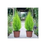 Nura Botanik Limon Çam Limoni Servi, 2 Adet, 35-40 cm, Çok Renkli