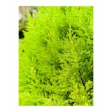 Nura Botanik Limon Çamı Kokulu Limoni Selvi, 50-70 cm, Saksılı Dış Mekan Ağacı, Cupressus Macrocarpa
