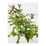Nura Botanik Limon Fidanı, Çiçekli Aşılı Fidan, Yediveren, Bol Verimli