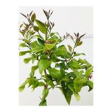 Nura Botanik Limon Fidanı, Çiçekli Aşılı Fidan, Yediveren Limon