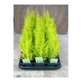 Nura Botanik Limon Kokulu Limon Çamı Fidanı, Sarı Renkli, 30 Adet, 15-25 cm, Tüplü Dış Mekan Bitkisi