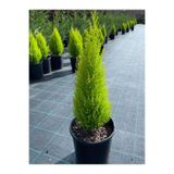 Nura Botanik Limon Kokulu Limoni Servi Cupressus, 30-45 cm, Ev Ofis Salon Çamı