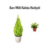 Nura Botanik Limon Kokulu Salon Limon Çamı, Beyaz Saksı, Canlı İç Mekan Bitkisi