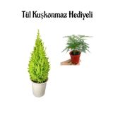Nura Botanik Limon Kokulu Salon Limon Çamı, Tül Kuşkonmaz Hediyeli