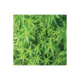 Nura Botanik Limon Melisa Fidanı Saksılı 40-60 cm, Çiçekli, Mis Kokulu