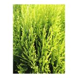 Nura Botanik Limon Selvi Fidanı, 10 Adet, 10-20cm Tüplü, Bahçe Çamı