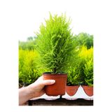 Nura Botanik Limon Servi, 1 Adet Saksılı, 30-50 cm, Dış Mekan Bitkisi, Yeşil