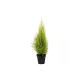 Nura Botanik Limon Servi Çamı, 35-40 cm, Saksılı, Yeşil