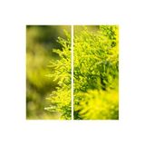 Nura Botanik Limoni Servi 60-120 cm Tüplü Dış Mekan Ağacı, Cupressus Macrocarpa Goldcrest