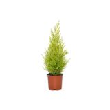 Nura Botanik Limoni Servi Ağacı Fidanı, 30-50 cm, Saksılı, Lemon Cypress
